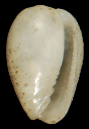 Gibberula philippi - Gibberula jansseni